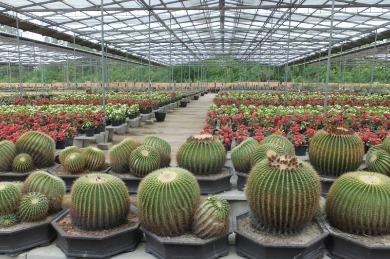 Uniek Avontuur in Pattaya: Drijvend Markt na Zonsondergang