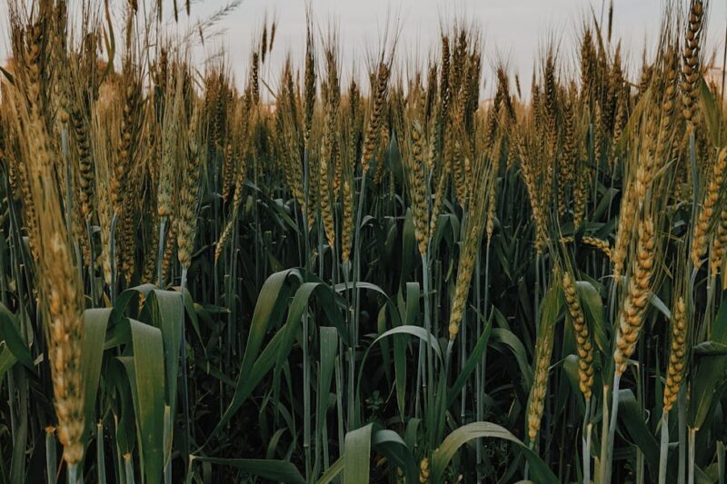 アムステルダム性産業に関する法的規制